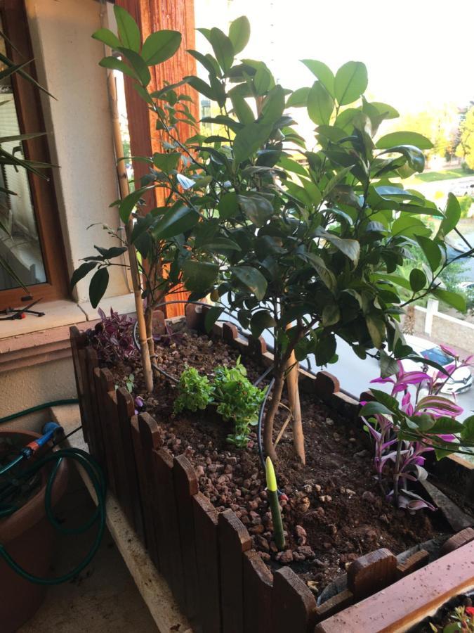안탈리아 Orange Garden 아파트 외부 사진